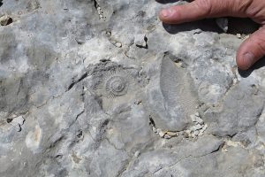 fossile ammonite randonnée géologique Dévoluy Superdévoluy accompagnateur montagne Hautes-Alpes