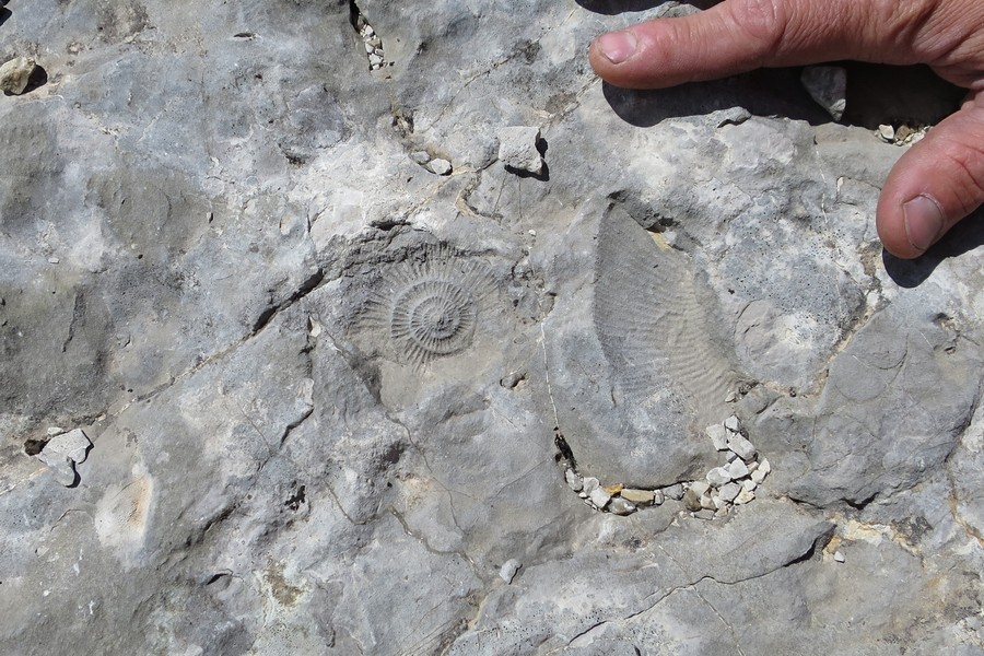 fossiles ammonite randonnée géologique Dévoluy Superdévoluy accompagnateur montagne