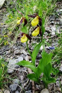 randonnées familiales balades fleurs sabot de Vénus