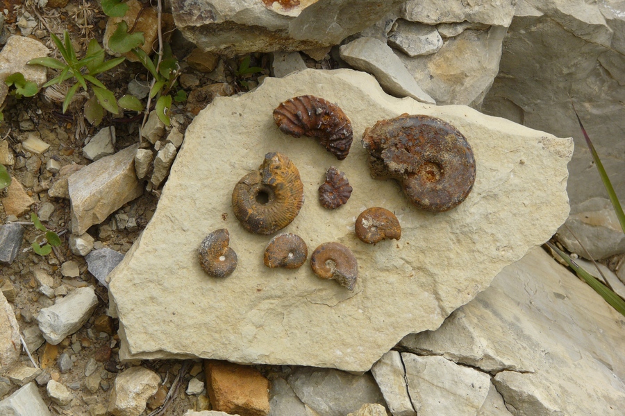 randonnée géologie Dévoluy fossilles ammonites montagne
