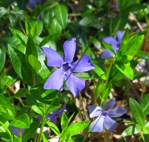 nature randonnée montagne fleurs accompagnateur pervenche Superdévoluy