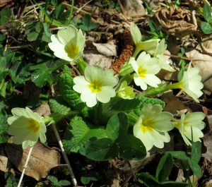 nature randonnée montagne fleurs accompagnateur primevère Superdévoluy