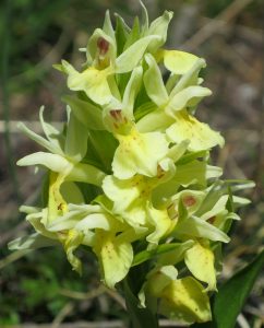 nature randonnée montagne fleurs accompagnateur orchis sureau Superdévoluy