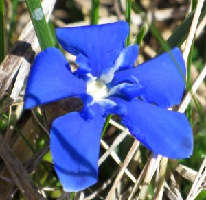 nature randonnée montagne fleurs accompagnateur gentiane Superdévoluy
